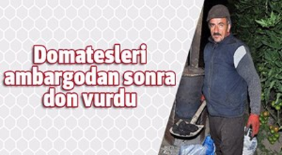 Domatesleri Ambargodan Sonra Don Vurdu