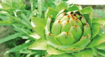 Su İle İlgili Proje Üretilmezse, Üretim Alanları Küçülecek