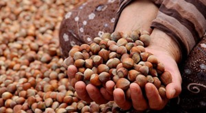 Fındık Üreticisi 15 TL`nin Altındaki Fındık Fiyatlarını Kabul Etmiyor