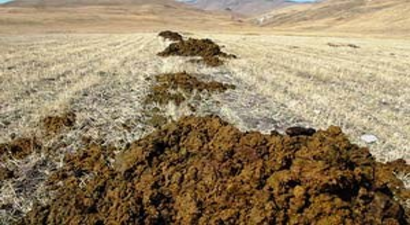 Hayvansal Gübreler Merkezden Uzaklaştırılacak