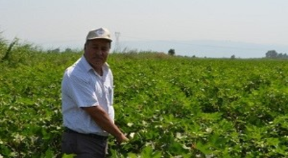Pamuk Üretiminde Yeni Politikalara İhtiyaç Var