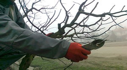 Lapseki`de `Ağaç Budama` Eğitimi