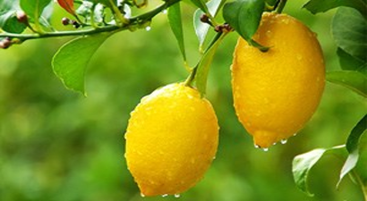 Sebze Fiyatları İkiye Katlanacak, Limon Taneyle Satılacak