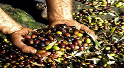 Manisa`da Organik Zeytin Ve Zirai Mücadele Dersi