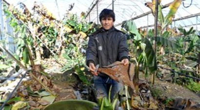 Mersin`de Don ve Rüzgar, Çilekle Muzu Vurdu