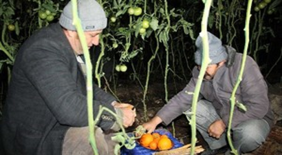 Millet Kutlama Çiftçi Don Derdinde