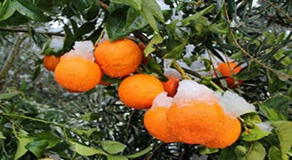 Mersin`de Narenciye Bahçelerinde Hasar Tespiti Yapıldı