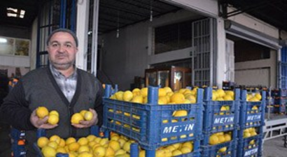 Narenciyeyi Rusya Değil Soğuk Hava ve Terör Olayları Vurdu