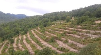 Ordu`da 2.5 Milyon Fidan Üretildi