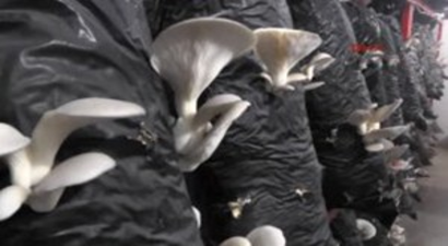 Evinin Bodrumunda Mantar Yetiştiriyor