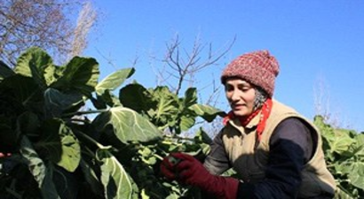 Brüksel Lahanasına Rusya Darbesi
