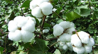 Beyaz Altın Tarih Oluyor