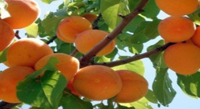 Malatyalılar Sahipsiz Kayısıya Sahip Arıyor