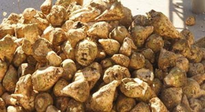 Babaeski`de Şeker Pancarı Eğitimi Düzenlendi