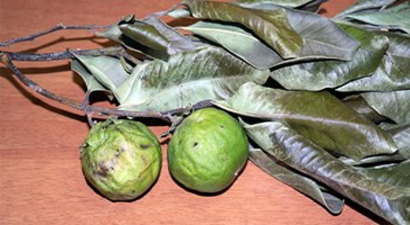 Silifke`de Çikolata Yetişecek