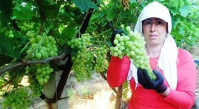 Üzümdeki İhracat Yüzde 56 Düştü
