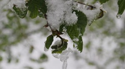 Akdenizli Çiftçilere Zirai Don Uyarısı