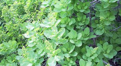 Balık Üretimindeki Kayıplar `Tetra Bitkisi` İle Azaltılacak