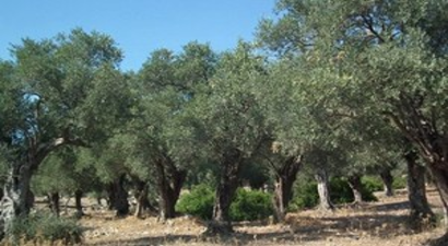 Zeytin Üreticisi Tedirgin