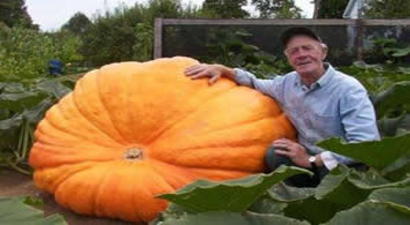 Bir Meyve En Fazla Ne Kadar Büyür?