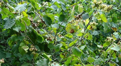 Fındık Türkiye`nin Altın Yumurtlayan Tavuğu