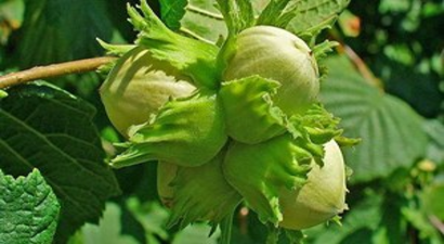 Fındık Üretimi İçin Önemli İmza