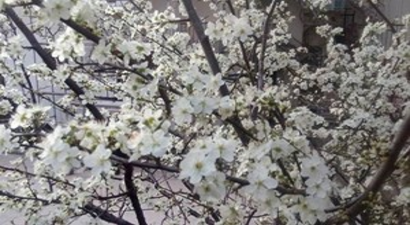 Güneşe Aldanan Erikler Çiçek Açtı