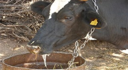 Güney Kore`de Şap Hastalığı Tekrar Baş Gösterdi