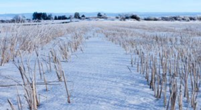 Samsun`da Kar Yağışı Tarıma Büyük Fayda Sağladı