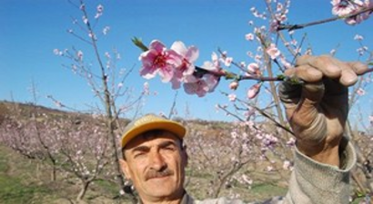 Lapseki İlçesinde Meyve Ağaçları Çiçek Açtı