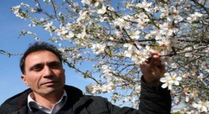 Mersin`deki Badem Ağaçları Çiçek Açtı