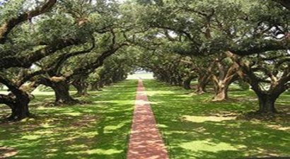 Akseki`de Meşe Dikimi