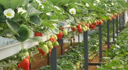 Örtü Altı Çilek Üreticiyi Sevindiriyor