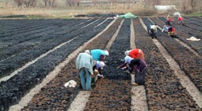 Siirt`e 30 Milyon TL`lik Fıstık Tesisi Kuruluyor