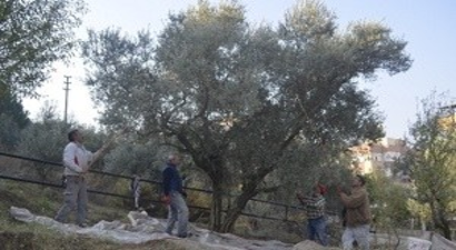 Parklardaki Zeytinler Yağ Olarak Fukaranın Sofrasında