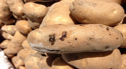 Bolu`da Patates Güvesiyle Mücadele Çalışmaları