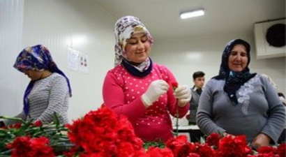 Rusya`ya Kesme Çiçek İhracatı Sıfırlandı