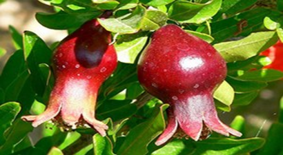 Rusya, Nar Ve Marul İthalatını Da Yasaklayabilir