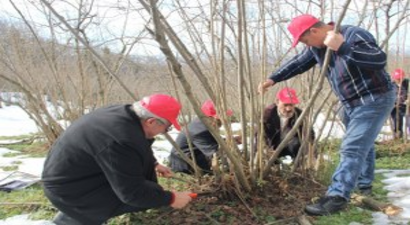 Sertifikalı Budamacılar Fındık Bahçelerine Girdi