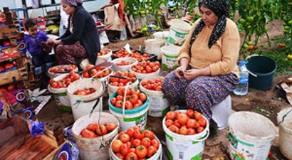 Simav`da Jeotermal Enerjiyle Domates Üretimine İlgi