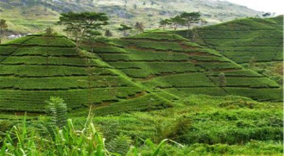 Sinop`ta Tarım Faaliyetleri