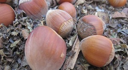 Üreticinin Gözü, Kulağı Hükumette