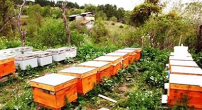 Bal Üretim Ormanı Sayısını Arttırdı