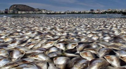 Şili`de Kitlesel Balık Ölümleri