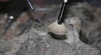 Dünyanın En Eski `Kapalı Tohumlu Bitki Fosili` Bulundu