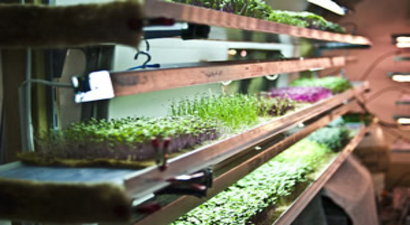 Artık Sebzeler Market Reyonlarında Yetişecek