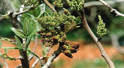 Antep Fıstığında Dal Güvesine Feromen Tuzaklama