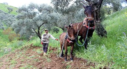 Aydın`da Bağ Ve Bahçeler Bakıma Alındı