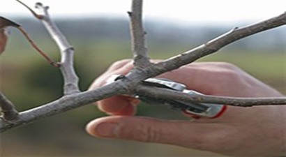 Bafra`da Meyve Ağacı Budama ve Aşılama Kursu Açıldı