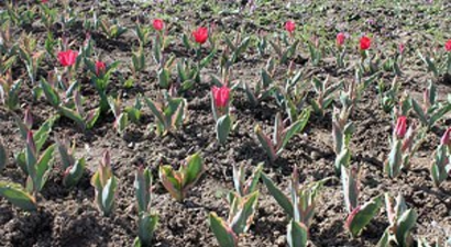 Bartın`da 2 Çiftçi Lale Soğanı Yetiştirmeye Başladı